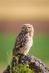 Little owl. Colorful nature background. Athene noctua.  