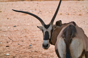 A Gemsbok (Oryx gazella) looks back at the camera. Close up.