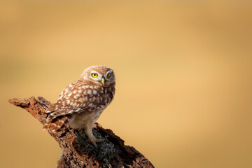 Little owl. Colorful nature background. Athene noctua.  