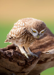 Little owl. Colorful nature background. Athene noctua.  