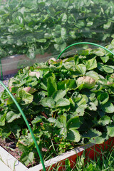 strawberry bed in the garden