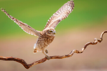 Little owl. Colorful nature background. Athene noctua.  