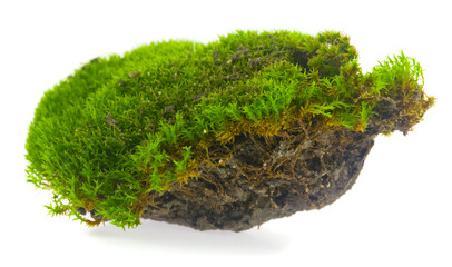 Green moss isolated on white background.