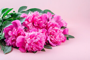 bouquet of lovely pink peonies lying on a pink background.