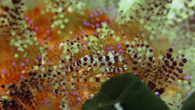 Coleman shrimp between the spines of a magnificent fire urchin, bending back, close-up