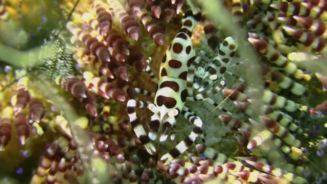 two coleman shrimps feeding on parasites in variable fire urchin and being rolled over by its excrements, close-up shot
