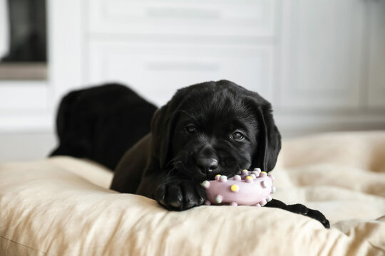 Cute Labrador puppy with toy in pet bed