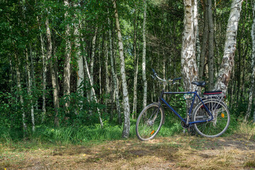Bicycle in a birch forest on a forest road.