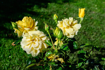 Close up of many large and delicate vivid yellow roses in full bloom in a summer garden, in direct sunlight, with blurred green leaves in the background.
