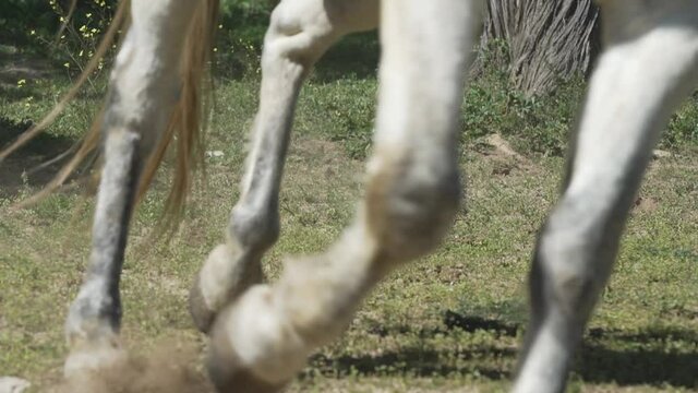 Closeup view with the legs of a running white horse. Slow motion, low angle