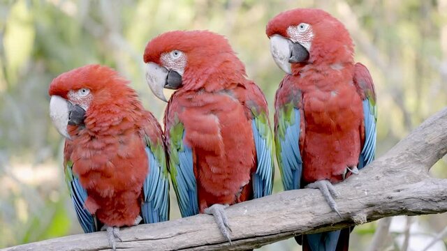 Threesome of Red and Green Macaw Parrots perched on branch and looking all in same direction - close up