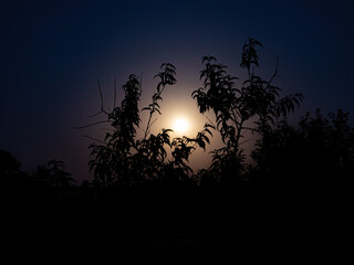 Moonlight in the night through the branches of trees. Lunar glow. Night darkness. Tree branches. Natural landscape. Horizon. Background image.