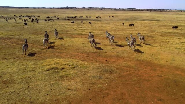 Aerial Footage of a Herd of Zebra Running, South Africa Safari Wildlife
