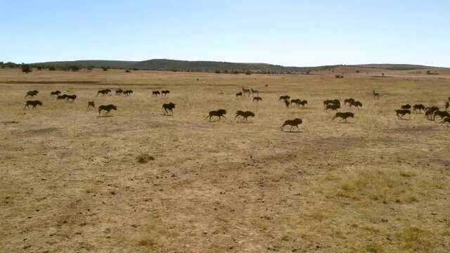 Aerial Footage of a Herd of Wildebeest Running, South Africa Safari Wildlife