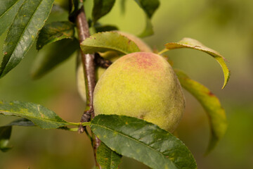 Organic mountain fruit harvested in the Sierra de Surutato, Sinaloa.
