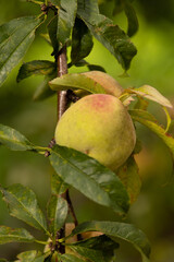 Organic mountain fruit harvested in the Sierra de Surutato, Sinaloa.