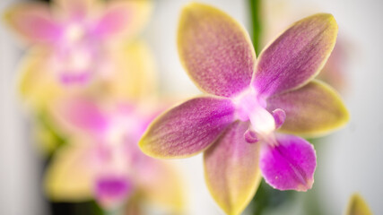 Fototapeta na wymiar Yellow and Pink Orchid Flowers