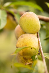 Organic mountain fruit harvested in the Sierra de Surutato, Sinaloa.
