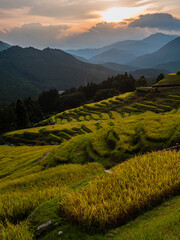 稲刈り直前の美しい棚田の夕景【三重県熊野市紀和町　丸山千枚田】