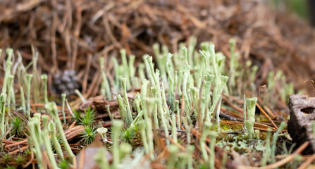 Beautiful gray tubular moss, moss close-up, macro. Close-up of moss in a pine forest on a cool autumn day. Beautiful moss background wallpaper