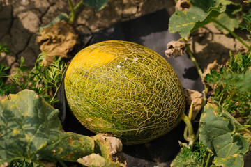 A large green melon in the garden. The melon lies on a non-woven material for the garden.