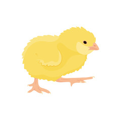 Adorable little yellow chick isolated on white background. Farm poultry. Vector illustration of farm animals in a flat style.