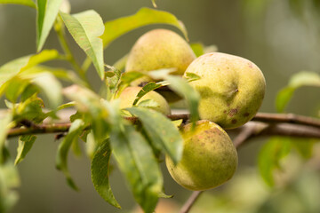 Organic mountain fruit harvested in the Sierra de Surutato, Sinaloa.