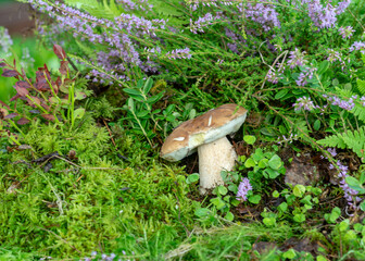 colorful photo with mushroom close-up, traditional forest vegetation, heather, moss, ferns, grass,...