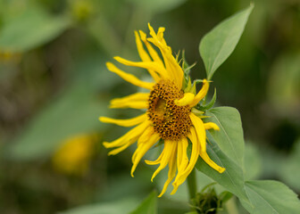 autumn landscape with yellow sunflower flower fragments, beautiful sunflower flowers, autumn time