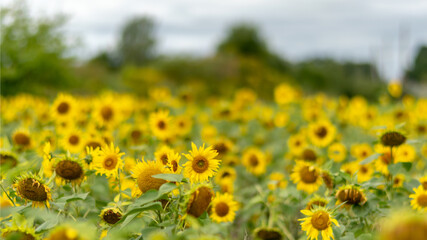 Fototapeta premium bright autumn landscape with sunflower field, yellow sunflower flower fragments, autumn