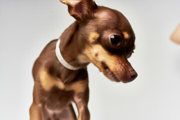 chihuahua pedigree cute look isolated background