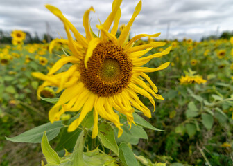 Obraz premium autumn landscape with yellow sunflower flower fragments, beautiful sunflower flowers, autumn time