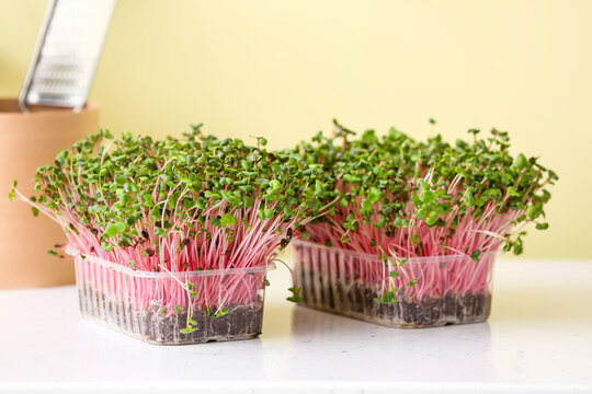 Plastic containers with fresh micro green on color background