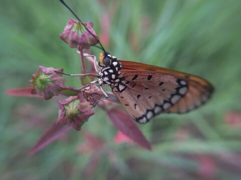 brown butterfly on a wild plant