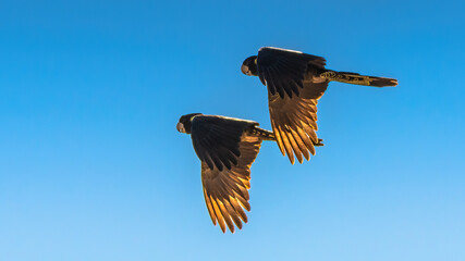 Yellow-tailed black cockatoos flying with blue sky and morning sunlight