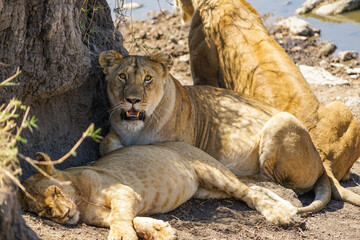 Parents and children of wild lions relaxing in the shaded waters   Close-up (Masai Mara National Reserve, Kenya)