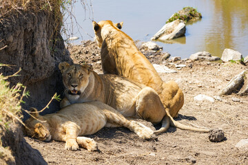 Parents and children of wild lions relaxing in the shaded waters  (Masai Mara National Reserve, Kenya)