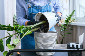 Gardener woman transplants indoor plants and use a shovel on table. Zamioculcas Concept of plants...