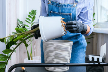 Gardener woman transplants indoor plants and use a shovel on table. Zamioculcas Concept of plants...