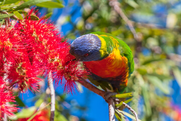 Springtime with the Rainbow Lorikeet and the bottlebrush flowers