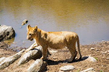 Cute wild lion cub at the water's edge (Masai Mara National Reserve, Kenya)