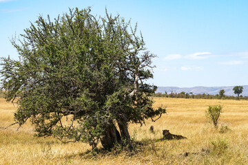 Magnificent landscape of the savanna with wild female lions resting in the shade (Masai Mara National Reserve, Kenya)