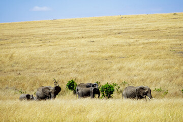 Beautiful landscape of elephant herds walking in the African savanna (Masai Mara National Reserve, Kenya)