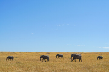 Naklejka na ściany i meble A magnificent landscape of an elephant family walking through the blue sky savanna (Masai Mara National Reserve, Kenya)