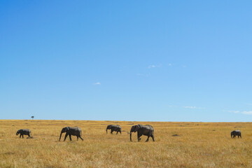 A magnificent savanna landscape with a herd of elephants walking under a beautiful blue sky (Masai Mara National Reserve, Kenya)