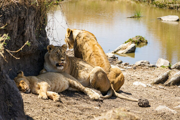 Parents and children of wild lions relaxing in the shaded waters (Masai Mara National Reserve, Kenya)