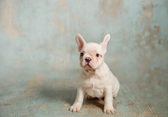 Een kleine witte pup van Franse bulldog op blauwe achtergrond. Horizontale fotoshoot.