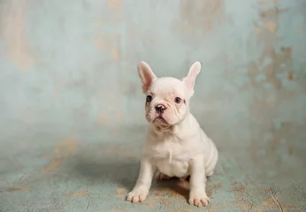 Printed roller blinds French bulldog One small white puppy of french bulldog on blue background. Horizontal photoshoot. 