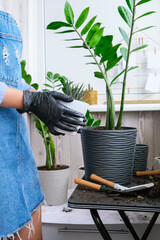Close-up shot of female hands transplant succulent. Home garden concept. Gardening tools....