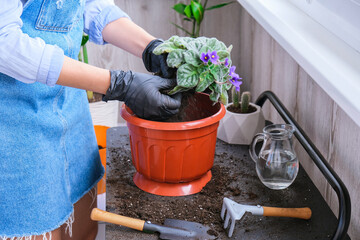 Woman gardener hands transplantion violet in a pot. Concept of home gardening and planting flowers in pot. Potted Saintpaulia violet flowers. Housewife taking care of home plants - obrazy, fototapety, plakaty